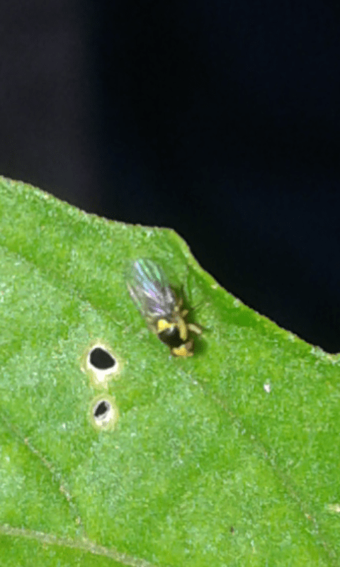 Agromyzidae : Liriomyza sp.? ...  Agromyzidae sp.